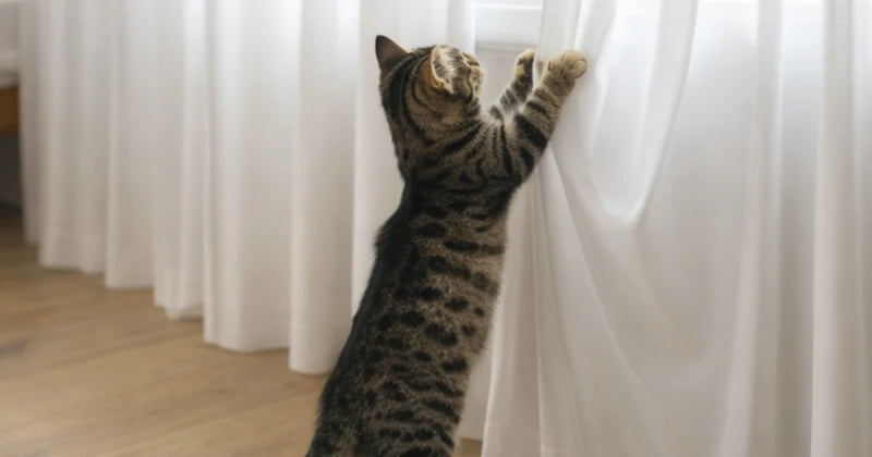 Ayla curtain care instructions